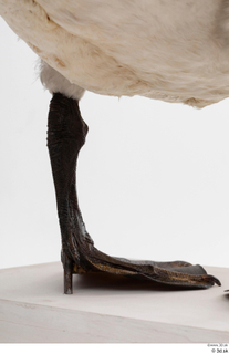 Mute swan leg 0011.jpg